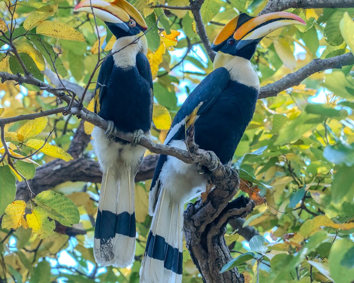 Two hornbills perch together on a branch.