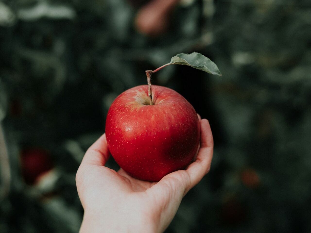 one red apple